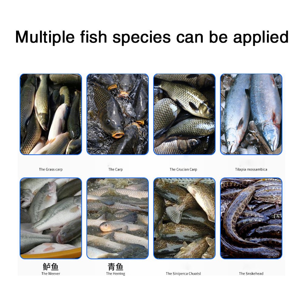 Automatic commercial fish killing machine with open belly and back - CECLE Machine